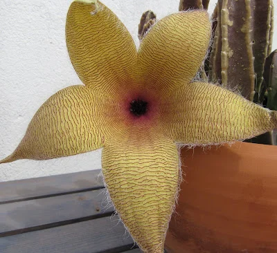 Gran flor estrellada de Stapelia gigantea