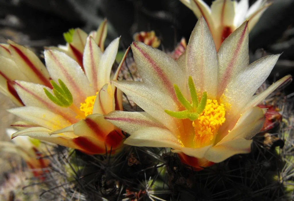 Mammillaria dioica con pequeñas flores alrededor del ápice