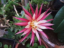 Selenicereus anthonyanus con tallos en zigzag
