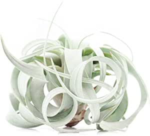 Tillandsia Xerographica