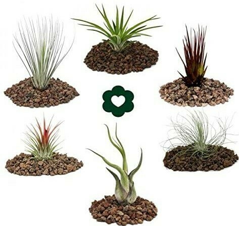 Tillandsias