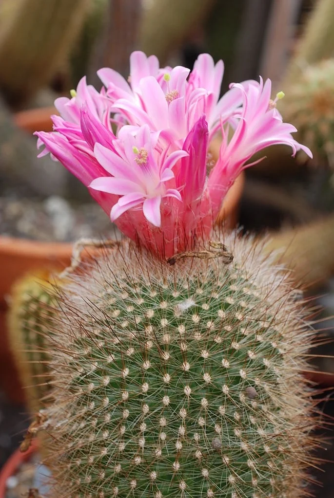Matucana haynei subsp. myriacantha en flor