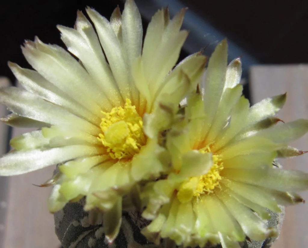 Flor de Astrophytum asterias