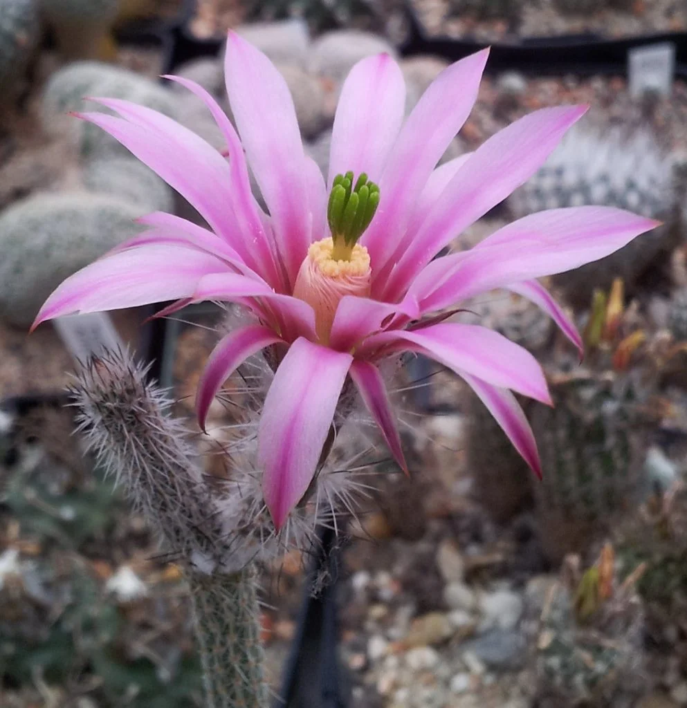 Echinocereus poselgeri con flor rosada