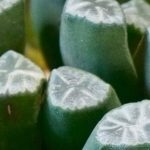 Haworthias