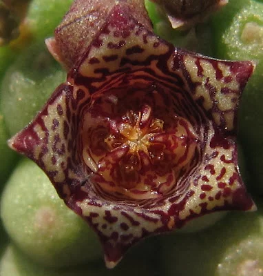 Flor de Larryleachia cactiformis variedad felina, antes clasificada como Lavrania