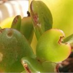 Problemas frecuentes de las plantas crasas