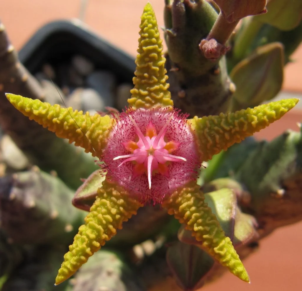Flor amarilla de Stapelia flavopurpurea con lóbulos estrechos