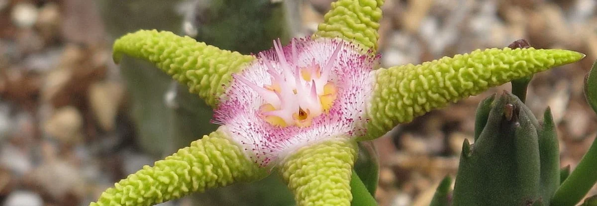 Flor amarilla de Stapelia flavopurpurea