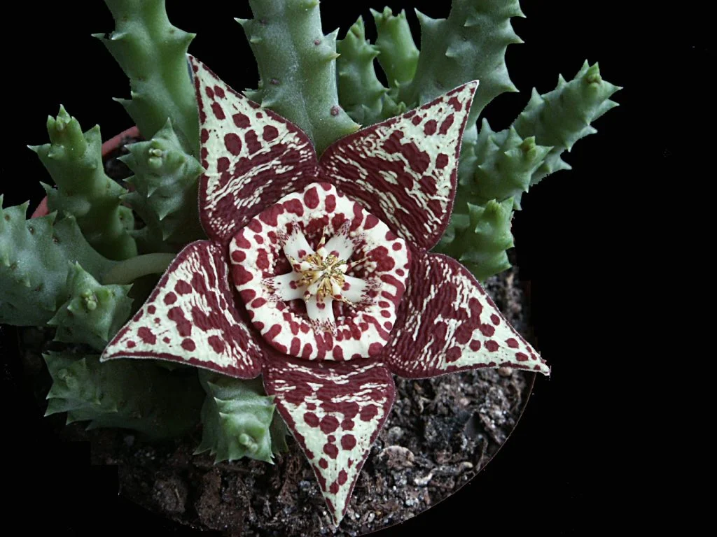 Flor de stapeliácea con identificación histórica pendiente de revisión