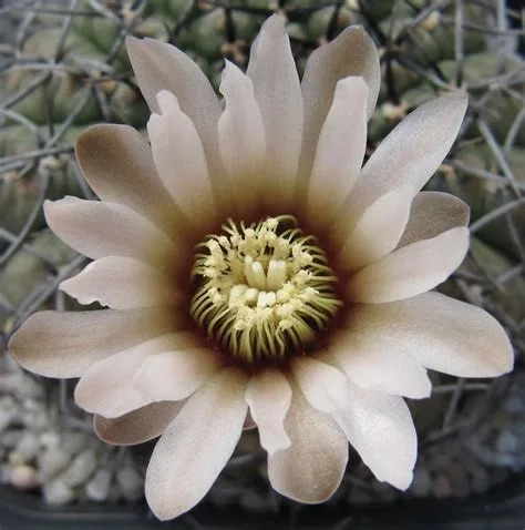 Gymnocalycium stellatum con flor