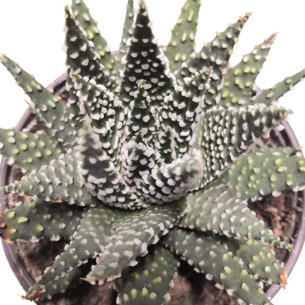 Plantas-crasas-vivas
