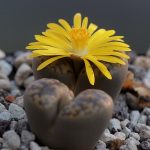 Lithops bromfieldii
