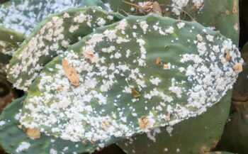 Cochinillas agrupadas sobre un nopal