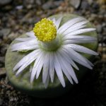 Lithops o planta piedra