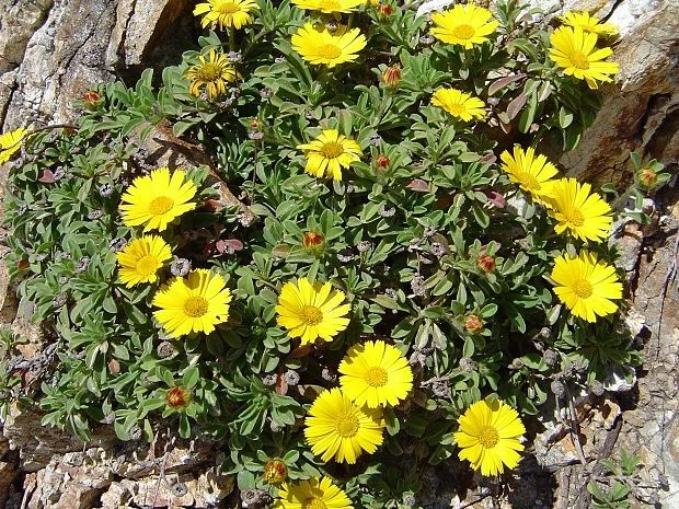 Pallenis maritima con flores amarillas, especie ajena al género Carpobrotus