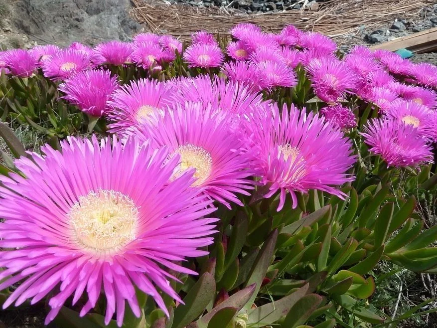 Carpobrotus edulis con hojas triangulares y flor amarilla, especie invasora