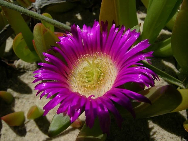 Carpobrotus glaucescens con hojas carnosas y flor rosada