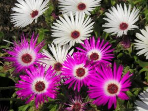 Variedad de flores de Cleretum bellidiforme