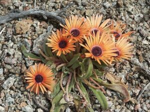 Flores de Cleretum bellidiforme, margarita de Livingstone