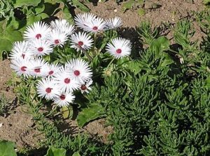 Cleretum maughanii, identificado antiguamente como Dorotheanthus maughanii
