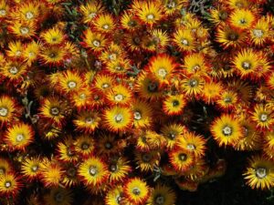Flor bicolor de Drosanthemum micans