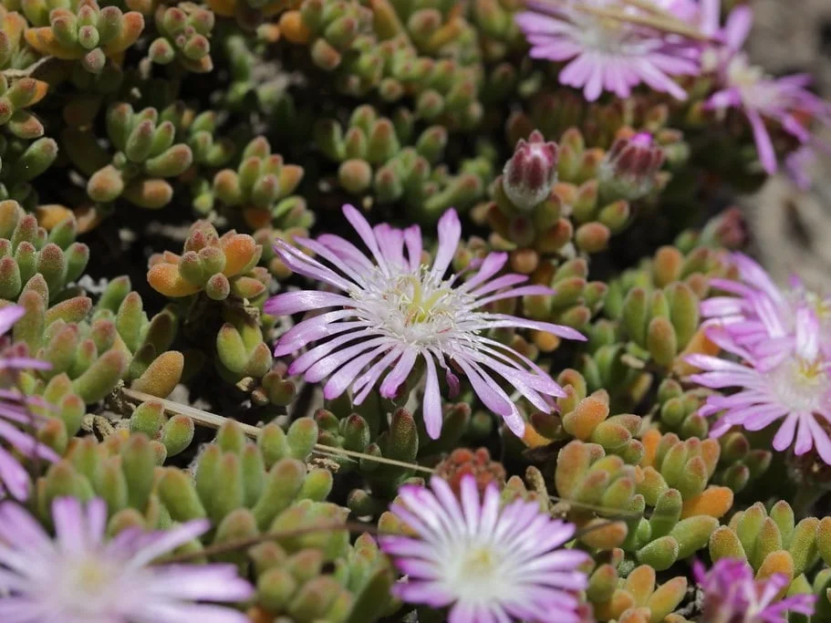 Manto de flores rosadas de Drosanthemum floribundum