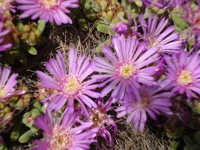 Drosanthemum hispidum con hojas papilosas y flores