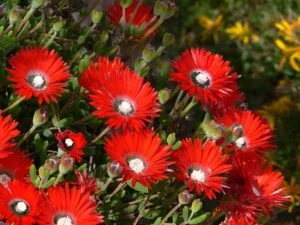 Flores anaranjadas de Drosanthemum speciosum