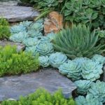 Género Echeveria