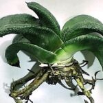 Gasteria armstrongii
