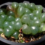 Haworthia cooperi