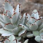 Kalanchoe tomentosa