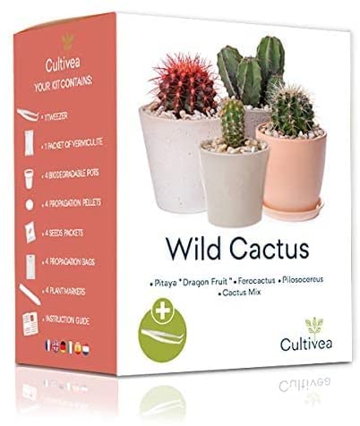 Cactus Listo para Cultivar Kits de cultivo
