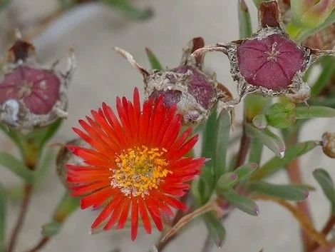 Lampranthus fergusoniae formando una mata florida