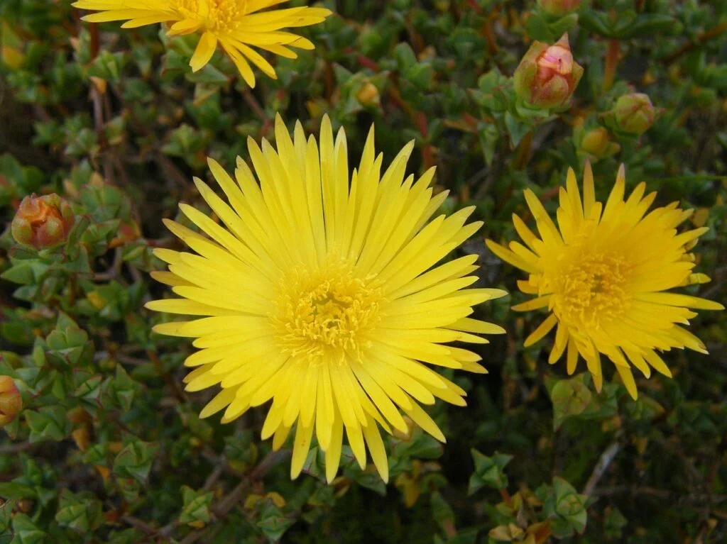 Flores amarillas de Lampranthus glaucus