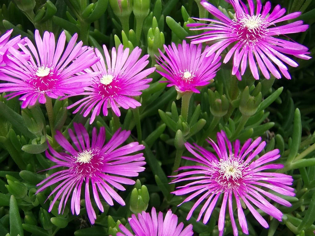 Flores púrpuras de Lampranthus spectabilis