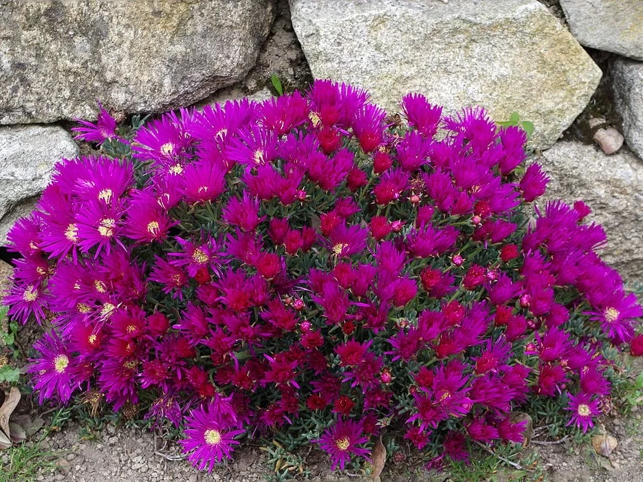 Lampranthus de flores rosadas identificado históricamente como Lampranthus roseus