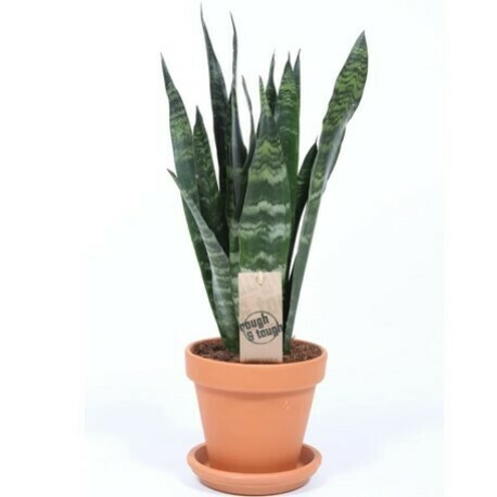 Suculentas-de-interior, plantas vivas
