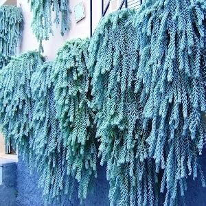 Plantas-crasas-colgantes