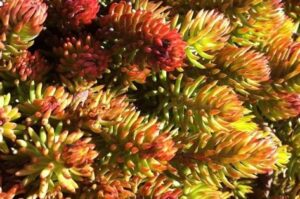 Sedum rupestre Angelina de porte tapizante