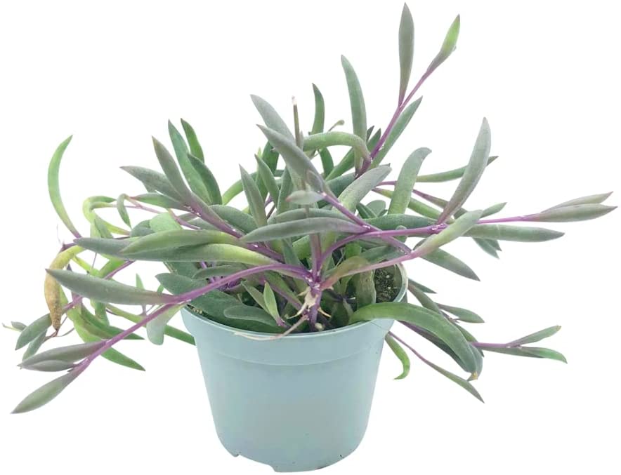 Suculenta colgante - senecio herrerianus