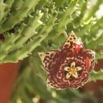 Flor de Orbea variegata