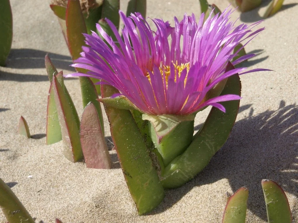 Carpobrotus chilensis de flores rosadas