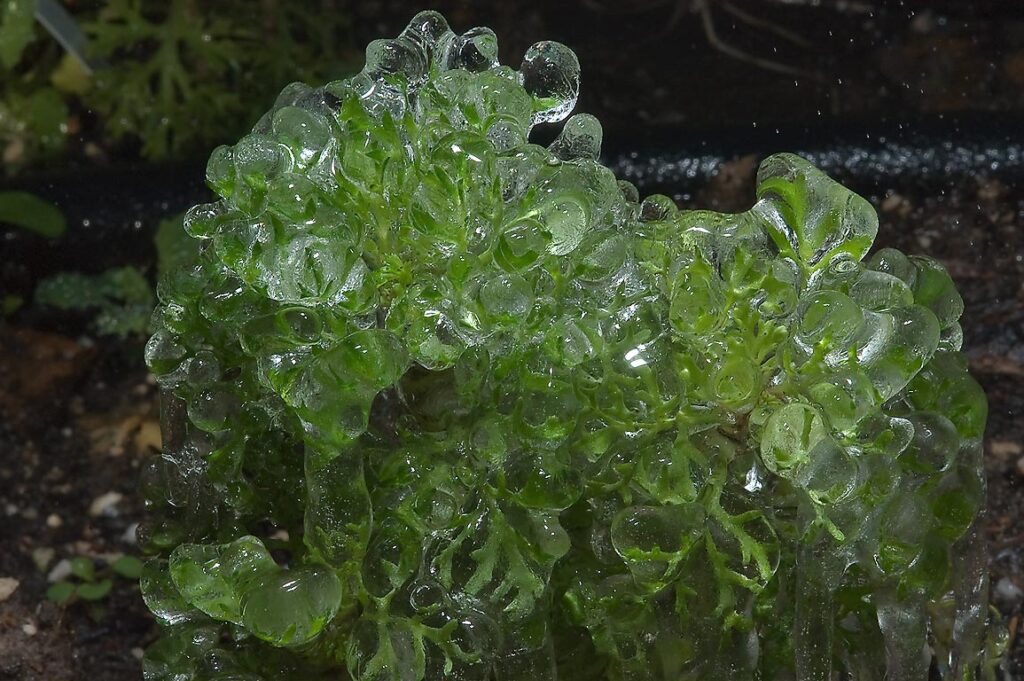 plantas crasas congeladas