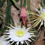 Suculentas colgantes