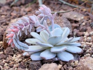 Echeveria laui