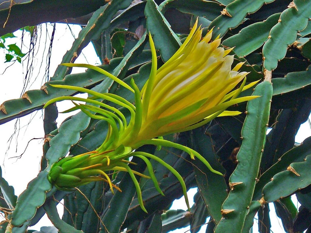 Flor nocturna de Selenicereus undatus, antes Hylocereus undatus