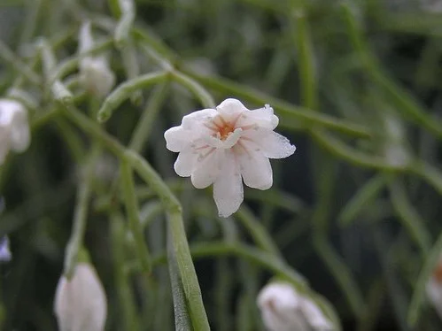 Cactus epífito identificado históricamente como Rhipsalis cassutha