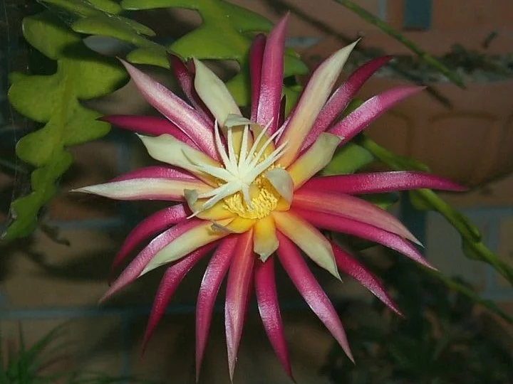 Flor de Selenicereus anthonyanus